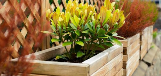 Guide pratique pour créer facilement vos jardinières en bois à la maison