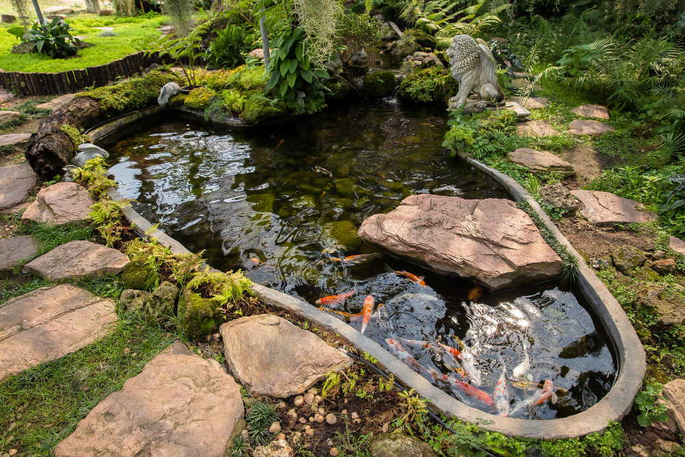 la plante aquatique idéale pour un petit bassin naturel