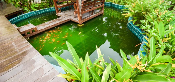 sélectionner la plante aquatique idéale pour un petit bassin naturel