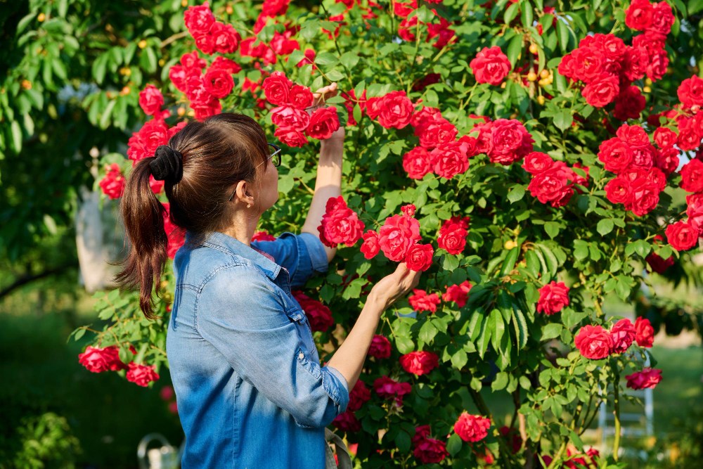  Planter des rosiers grimpants