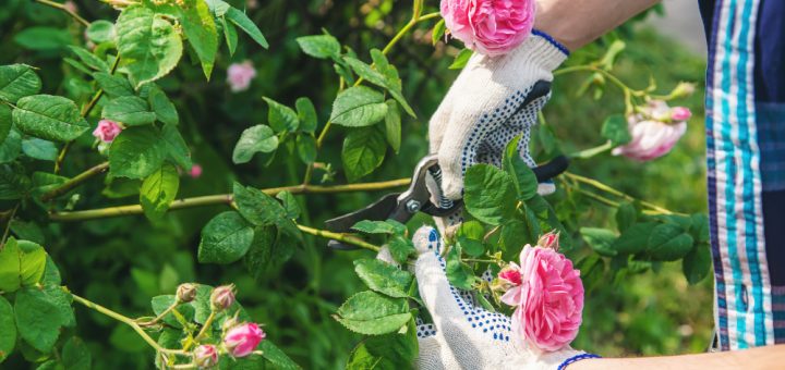 guide complet pour Planter des rosiers grimpants