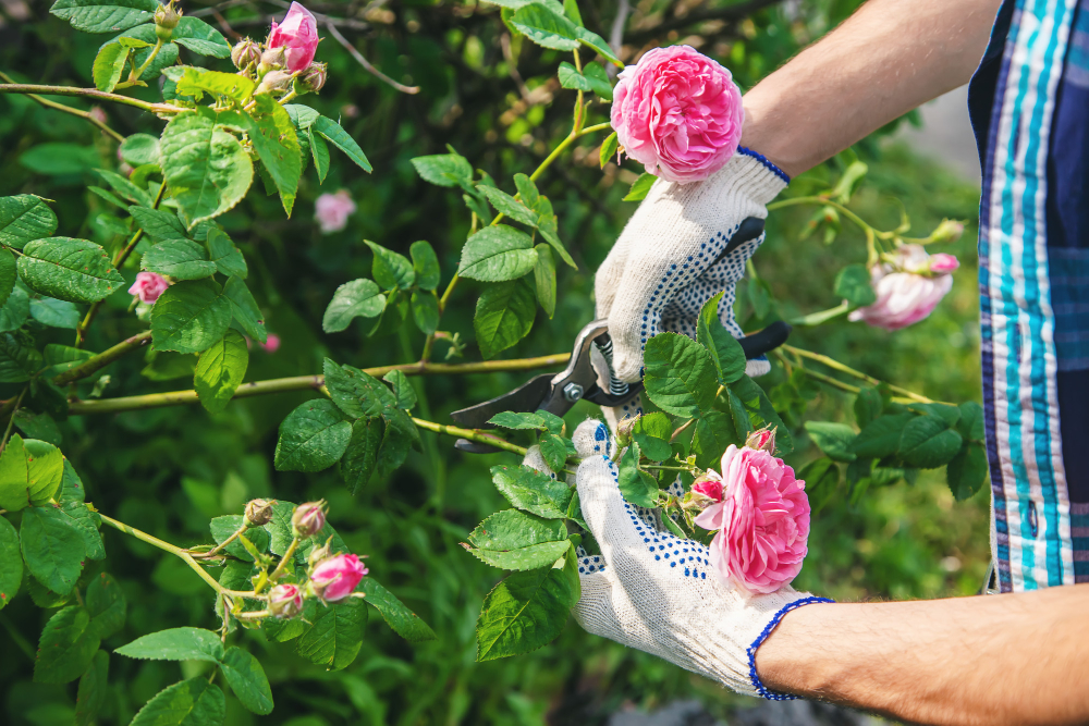 guide complet pour Planter des rosiers grimpants