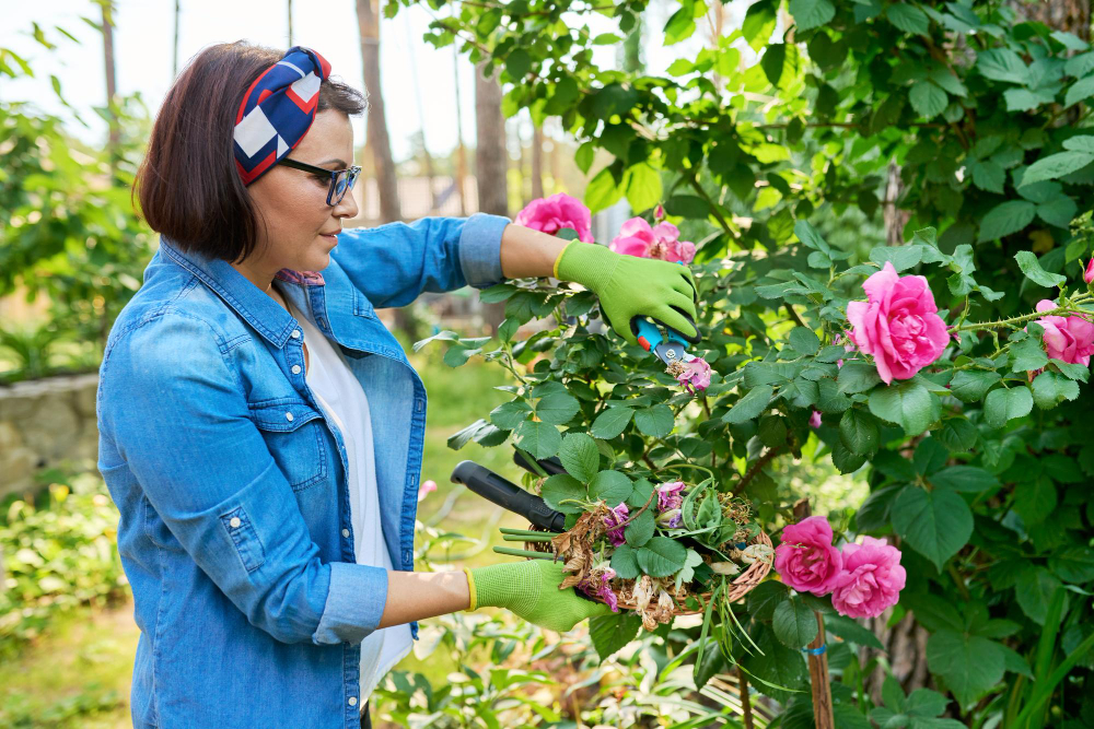 guide pour Planter des rosiers grimpants