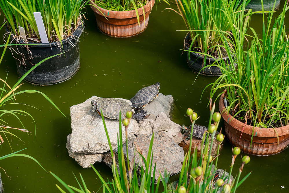 sublimer votre bassin de jardin avec une décoration naturelle et élégante