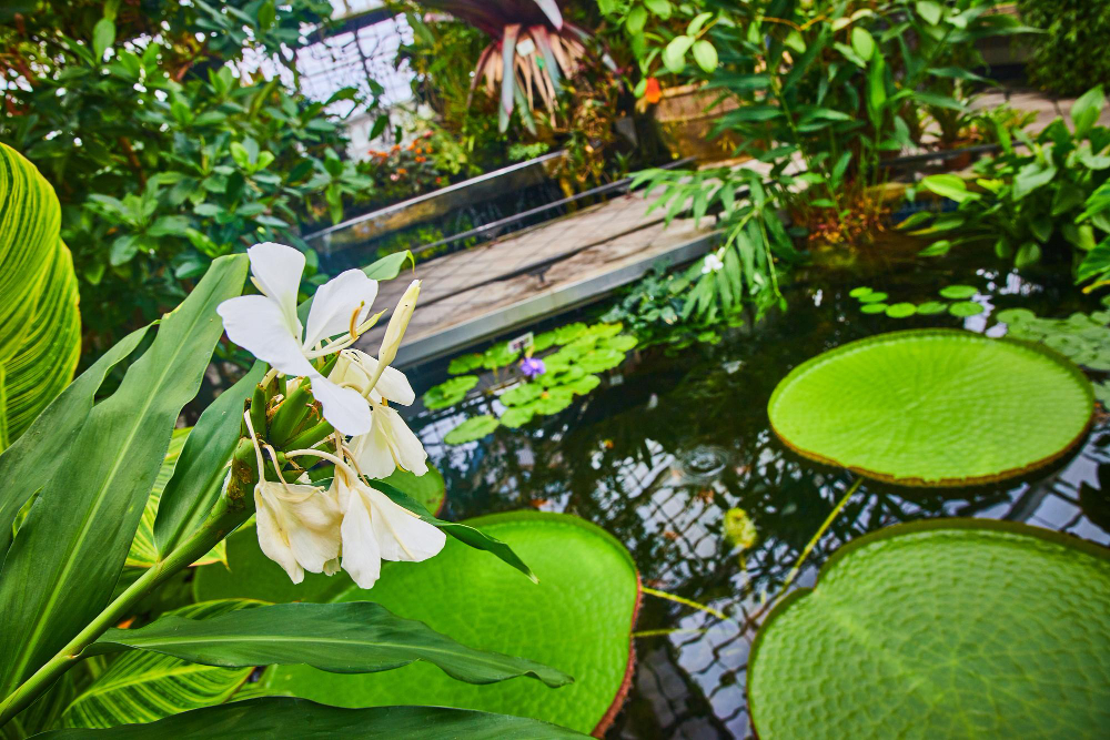 sublimer votre bassin de jardin avec une décoration naturelle